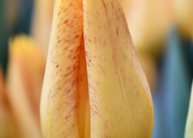Tulipa Magic Flight (4)